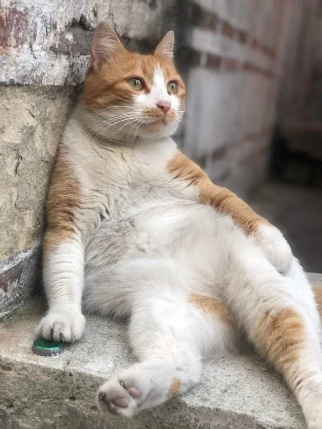 Коты, которые осознали бессмысленность бытия коты, экзистенциальный кризис, смешные фото, животные, философия