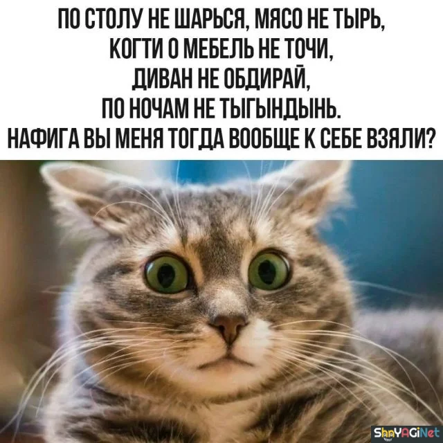 Майский угар: лучшие приколы месяца приколы, мемы, смешные картинки, май, юмор, интернет, угар, позитив