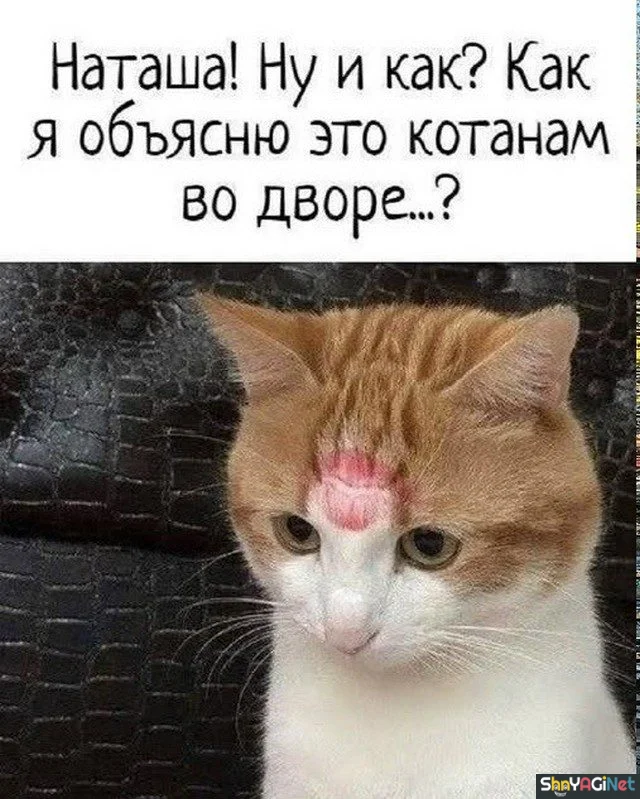 Майский угар: лучшие приколы месяца приколы, мемы, смешные картинки, май, юмор, интернет, угар, позитив