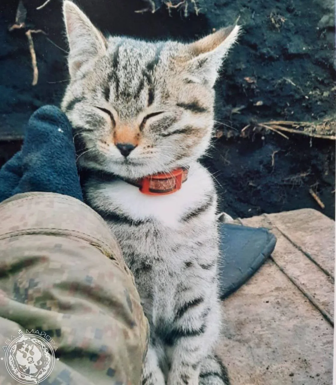 «Все 9 жизней бережно храня»: пронзительные стихи о спасённом коте на войне кот, война, спасение, стихи, солдат, дружба, животные