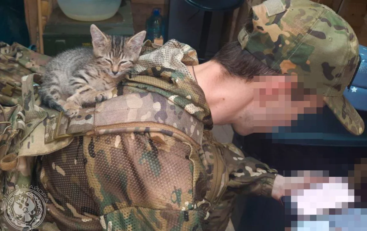 «Все 9 жизней бережно храня»: пронзительные стихи о спасённом коте на войне кот, война, спасение, стихи, солдат, дружба, животные