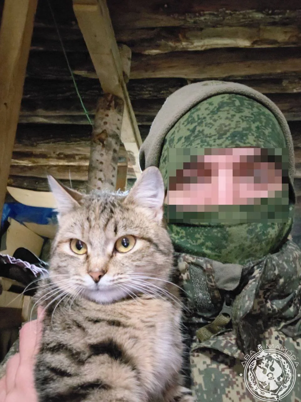 «Все 9 жизней бережно храня»: пронзительные стихи о спасённом коте на войне кот, война, спасение, стихи, солдат, дружба, животные