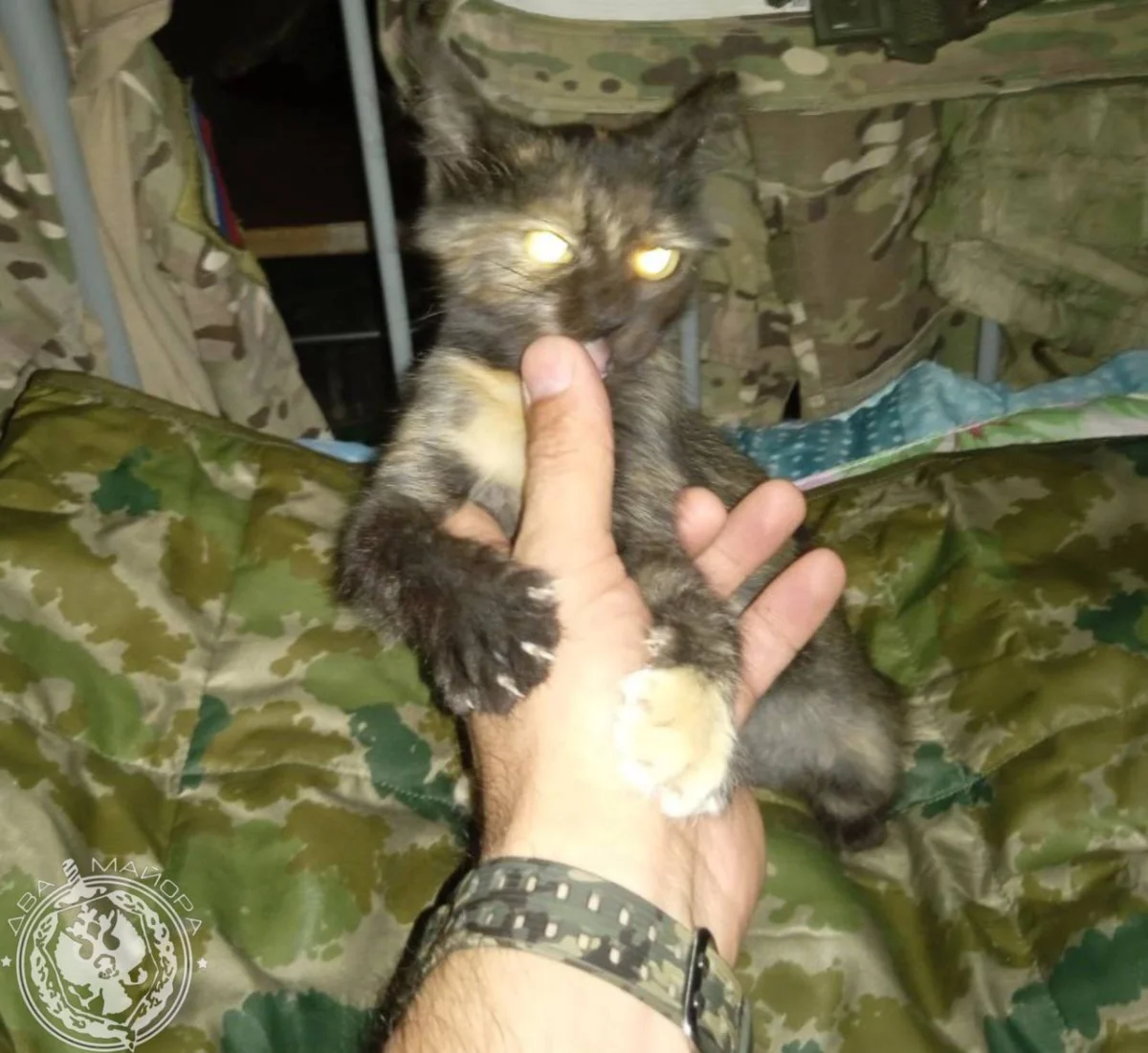 «Все 9 жизней бережно храня»: пронзительные стихи о спасённом коте на войне кот, война, спасение, стихи, солдат, дружба, животные