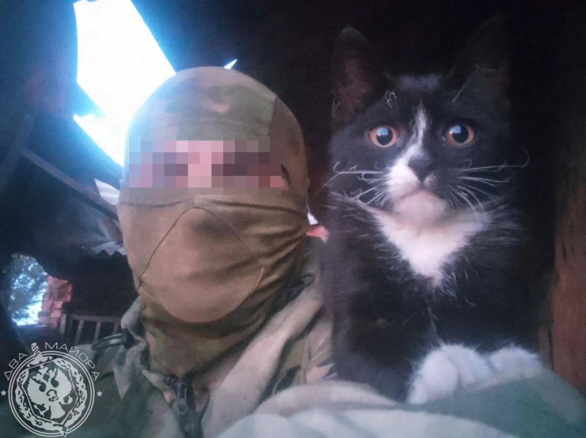 «Все 9 жизней бережно храня»: пронзительные стихи о спасённом коте на войне кот, война, спасение, стихи, солдат, дружба, животные