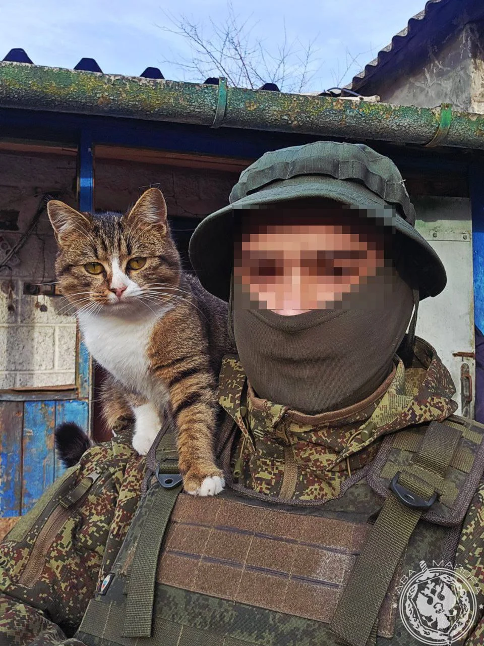 «Все 9 жизней бережно храня»: пронзительные стихи о спасённом коте на войне кот, война, спасение, стихи, солдат, дружба, животные