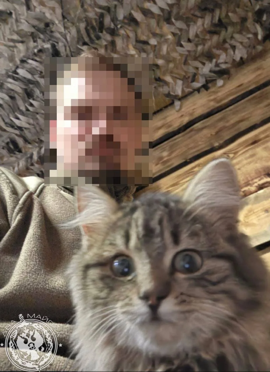 «Все 9 жизней бережно храня»: пронзительные стихи о спасённом коте на войне кот, война, спасение, стихи, солдат, дружба, животные