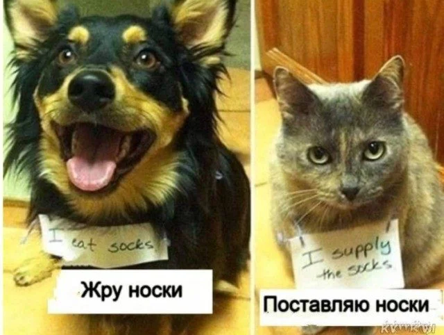 Абсолютный трэш-мастер: мир сошел с ума приколы, фото, подборка, юмор, трэш
