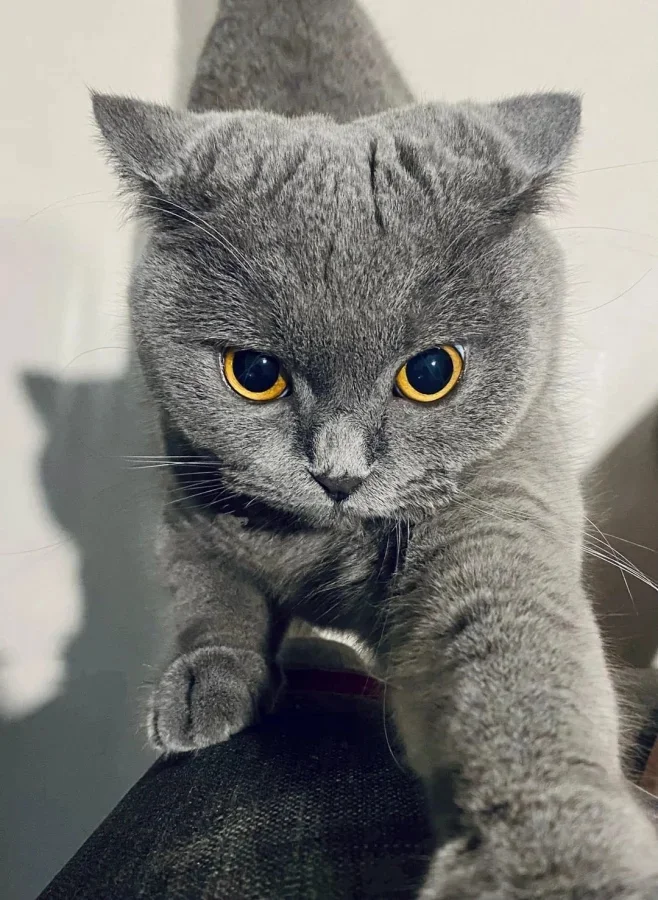 Философия котеек: о чем молчат их мордахи? коты, кошки, морды котов, подборка фото, животные, смешные коты, пушистые, философия котов