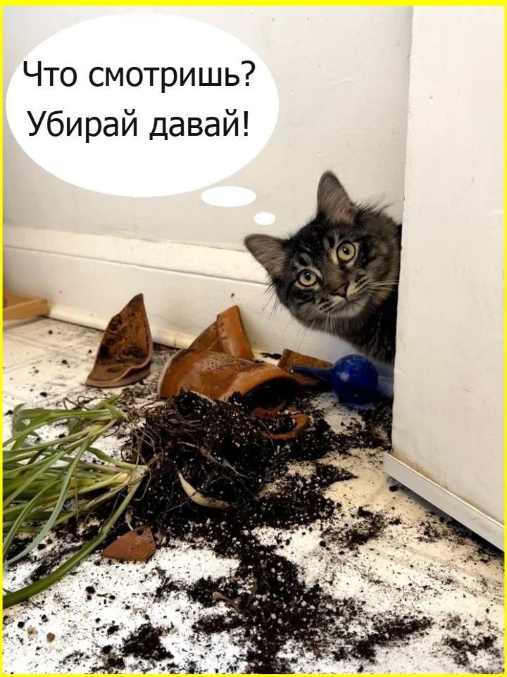 Черный юмор: подборка самых едких шуток