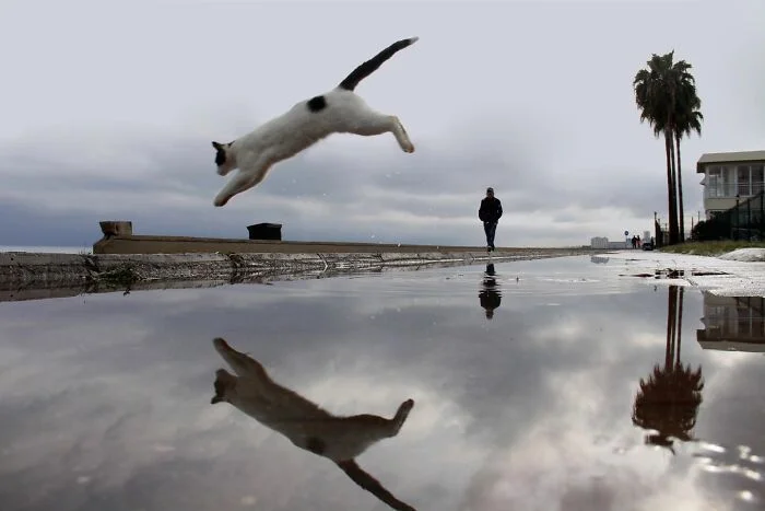 Их Котейшества: подборка королевских котов коты, кошки, подборка, фото, приколы, животные, короли