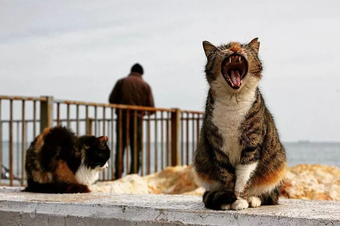 Их Котейшества: подборка королевских котов коты, кошки, подборка, фото, приколы, животные, короли