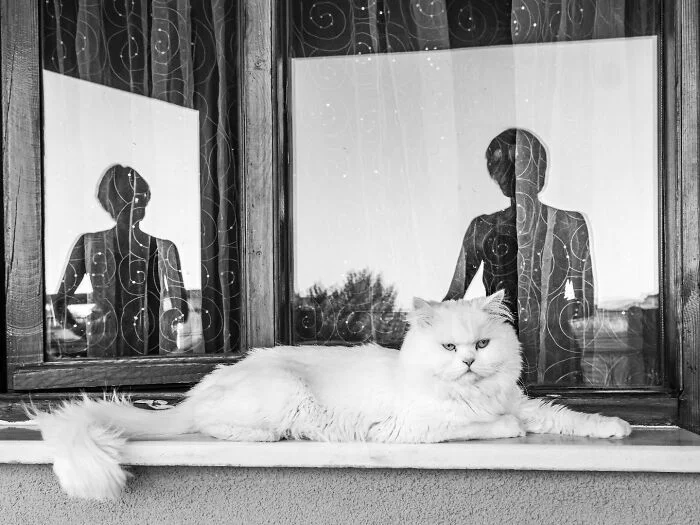 Их Котейшества: подборка королевских котов коты, кошки, подборка, фото, приколы, животные, короли
