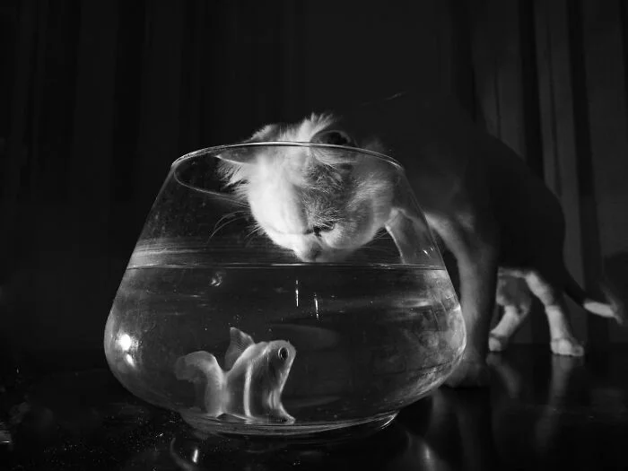 Их Котейшества: подборка королевских котов коты, кошки, подборка, фото, приколы, животные, короли