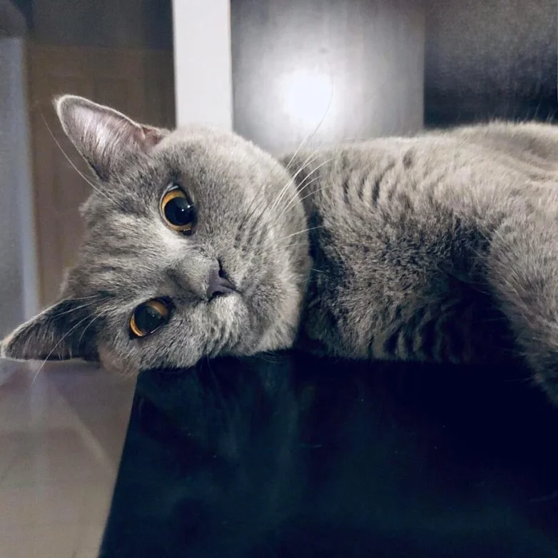 Короли диванов и хозяева жизни: эпичная фотоподборка про котов коты, кошки, фотоподборка, милота, умиление, животные, приколы