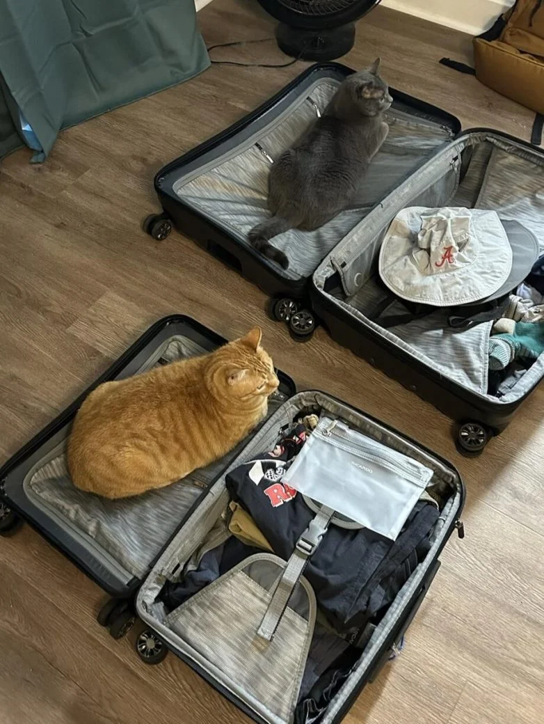 Короли диванов и хозяева жизни: эпичная фотоподборка про котов коты, кошки, фотоподборка, милота, умиление, животные, приколы