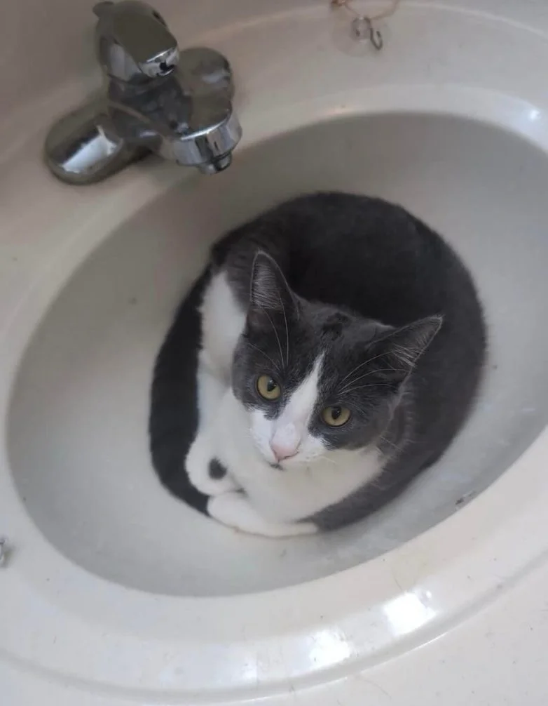 Короли диванов и хозяева жизни: эпичная фотоподборка про котов коты, кошки, фотоподборка, милота, умиление, животные, приколы