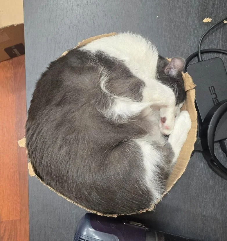 Короли диванов и хозяева жизни: эпичная фотоподборка про котов коты, кошки, фотоподборка, милота, умиление, животные, приколы