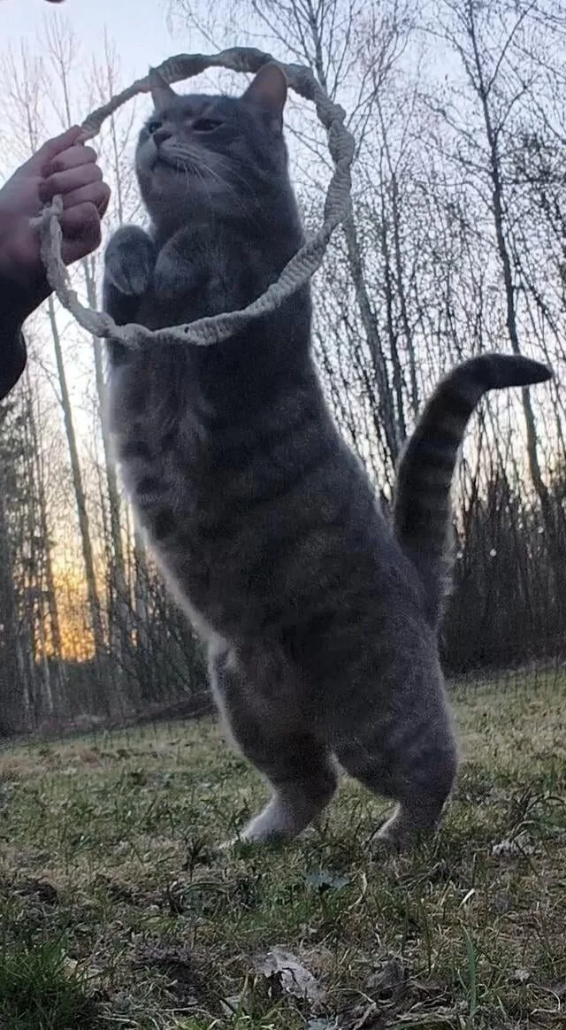 Короли диванов и хозяева жизни: эпичная фотоподборка про котов коты, кошки, фотоподборка, милота, умиление, животные, приколы