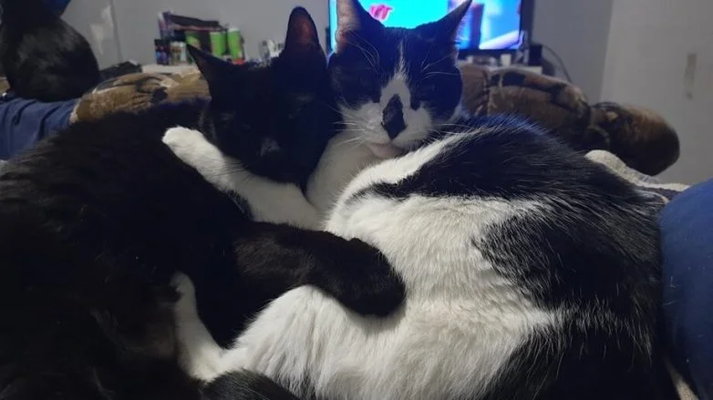 Короли диванов и хозяева жизни: эпичная фотоподборка про котов коты, кошки, фотоподборка, милота, умиление, животные, приколы