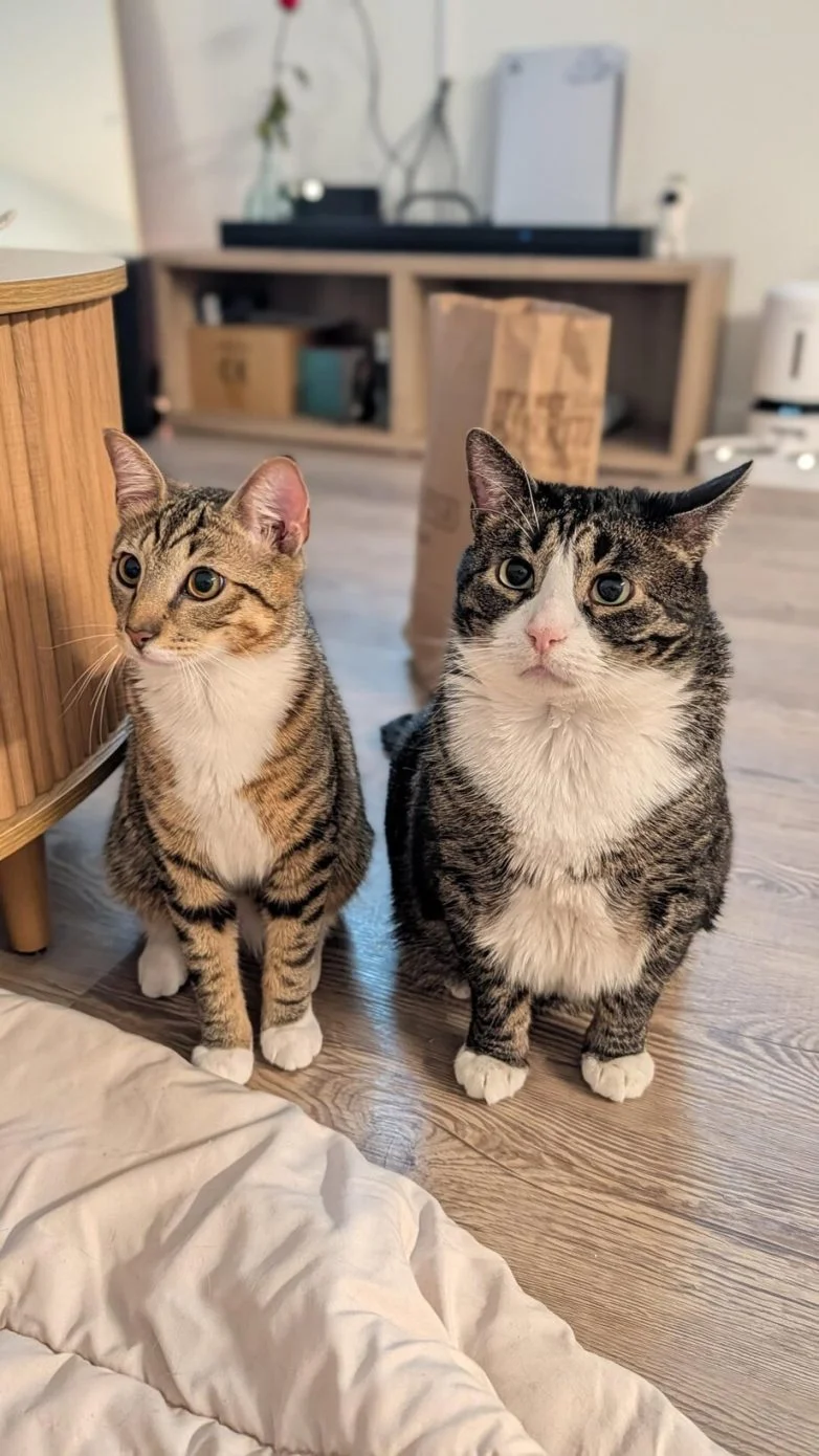 Короли диванов и хозяева жизни: эпичная фотоподборка про котов коты, кошки, фотоподборка, милота, умиление, животные, приколы