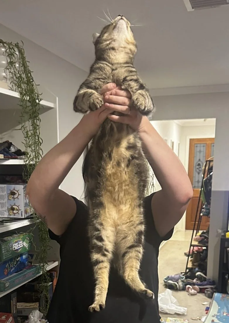 Короли диванов и хозяева жизни: эпичная фотоподборка про котов коты, кошки, фотоподборка, милота, умиление, животные, приколы