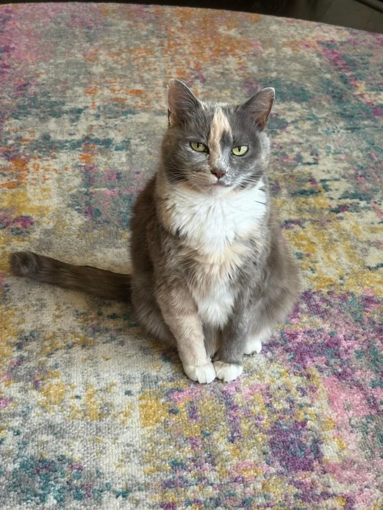 Короли диванов и хозяева жизни: эпичная фотоподборка про котов коты, кошки, фотоподборка, милота, умиление, животные, приколы