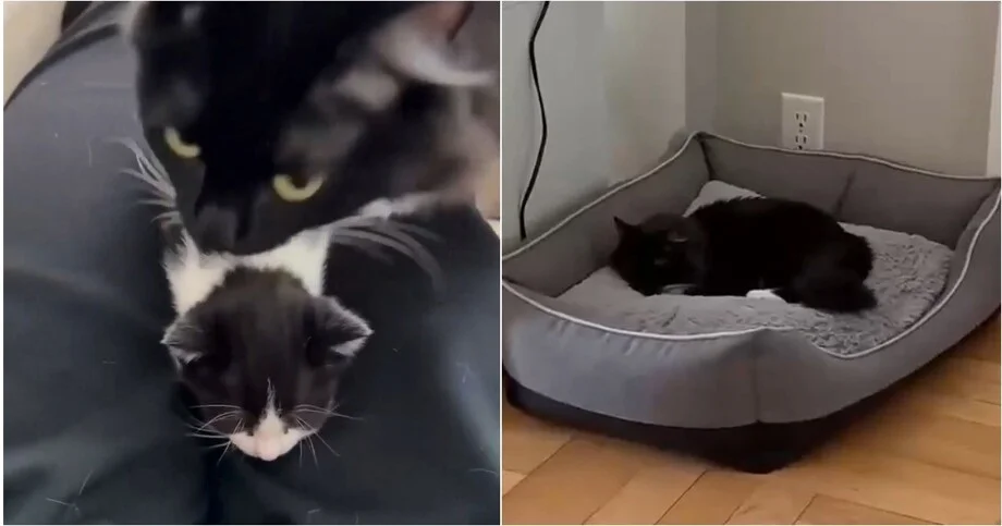 Кошка нашла идеальный способ выспаться: «сдала» котят человеку кошки, котята, видео, приколы, животные, сон