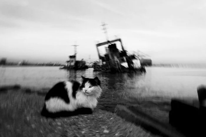Их Котейшества: галерея усатых-полосатых коты, котики, подборка фото, смешные животные, умиление, пушистики