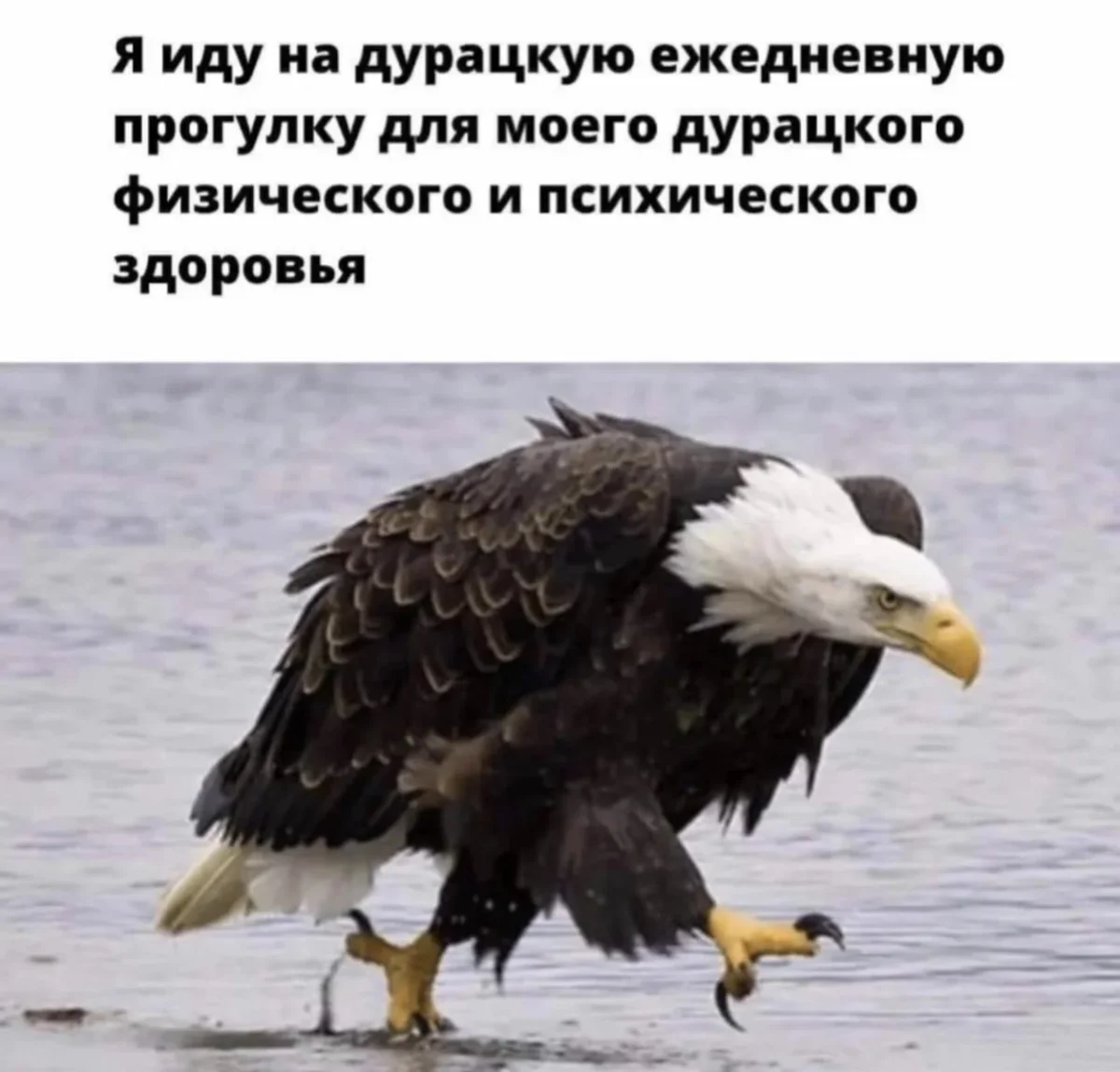 Юмор на сегодня: подборка смешных картинок юмор, приколы, картинки, мемы, смешное