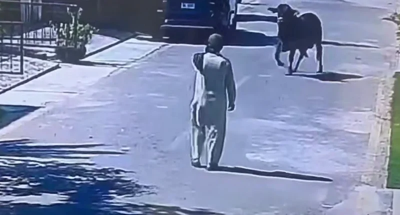 «Слабоумие и отвага»: мужчина встал на пути быка бык, пакистан, видео, вирусное, слабоумие, отвага, белуджистан, животные