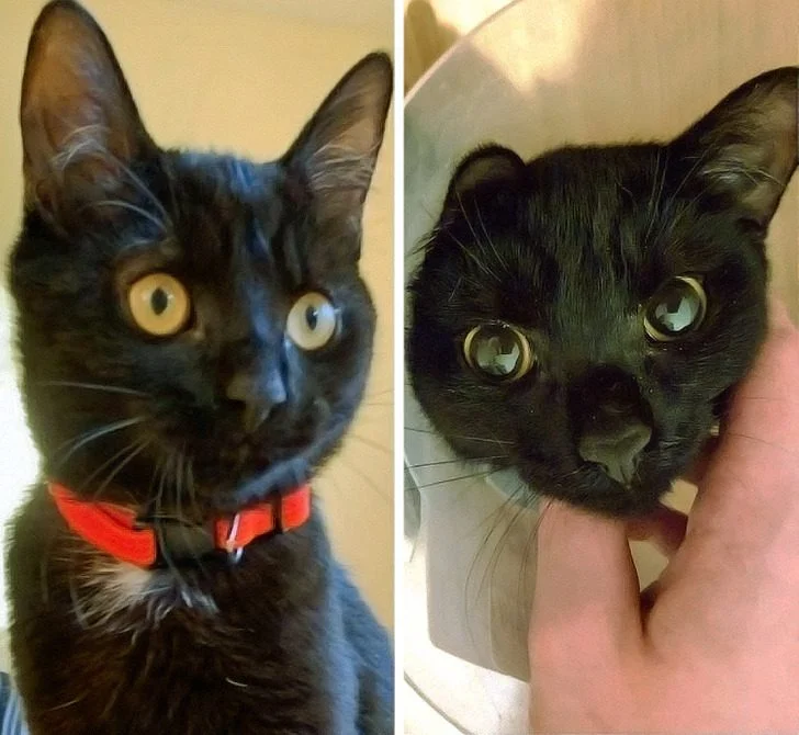 Черные котики, над которыми природа постаралась на славу: 20+ фото черные кошки, коты, котики, животные, питомцы, подборка, милота, спасение животных