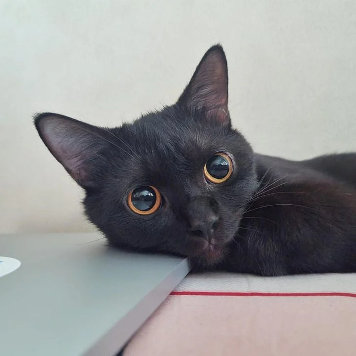 Черные котики, над которыми природа постаралась на славу: 20+ фото черные кошки, коты, котики, животные, питомцы, подборка, милота, спасение животных
