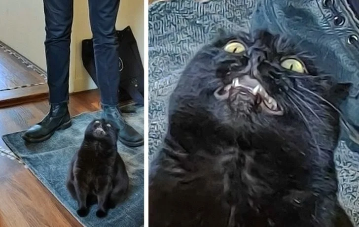 Черные котики, над которыми природа постаралась на славу: 20+ фото черные кошки, коты, котики, животные, питомцы, подборка, милота, спасение животных