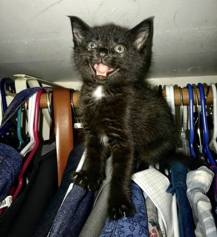 Черные котики, над которыми природа постаралась на славу: 20+ фото черные кошки, коты, котики, животные, питомцы, подборка, милота, спасение животных