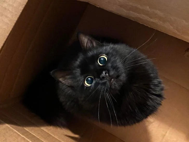 Черные котики, над которыми природа постаралась на славу: 20+ фото черные кошки, коты, котики, животные, питомцы, подборка, милота, спасение животных