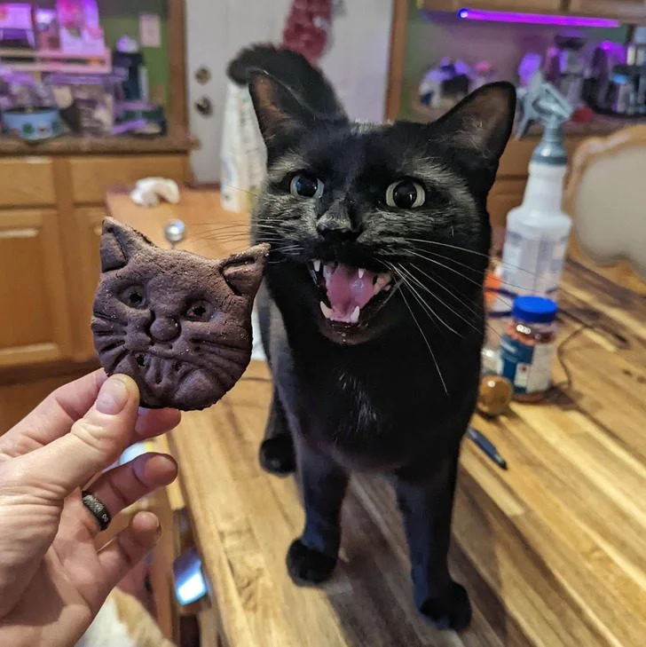 Черные котики, над которыми природа постаралась на славу: 20+ фото черные кошки, коты, котики, животные, питомцы, подборка, милота, спасение животных