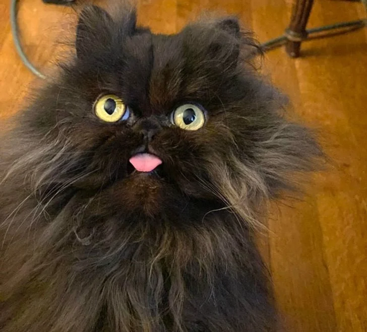 Черные котики, над которыми природа постаралась на славу: 20+ фото черные кошки, коты, котики, животные, питомцы, подборка, милота, спасение животных