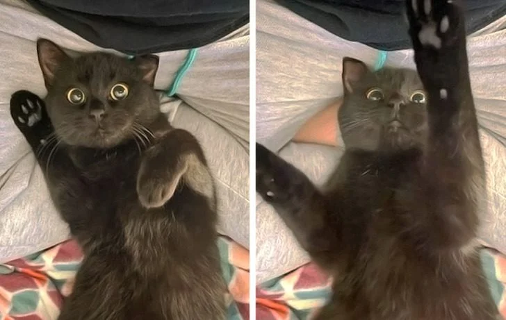 Черные котики, над которыми природа постаралась на славу: 20+ фото черные кошки, коты, котики, животные, питомцы, подборка, милота, спасение животных