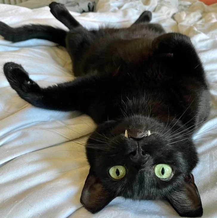 Черные котики, над которыми природа постаралась на славу: 20+ фото черные кошки, коты, котики, животные, питомцы, подборка, милота, спасение животных