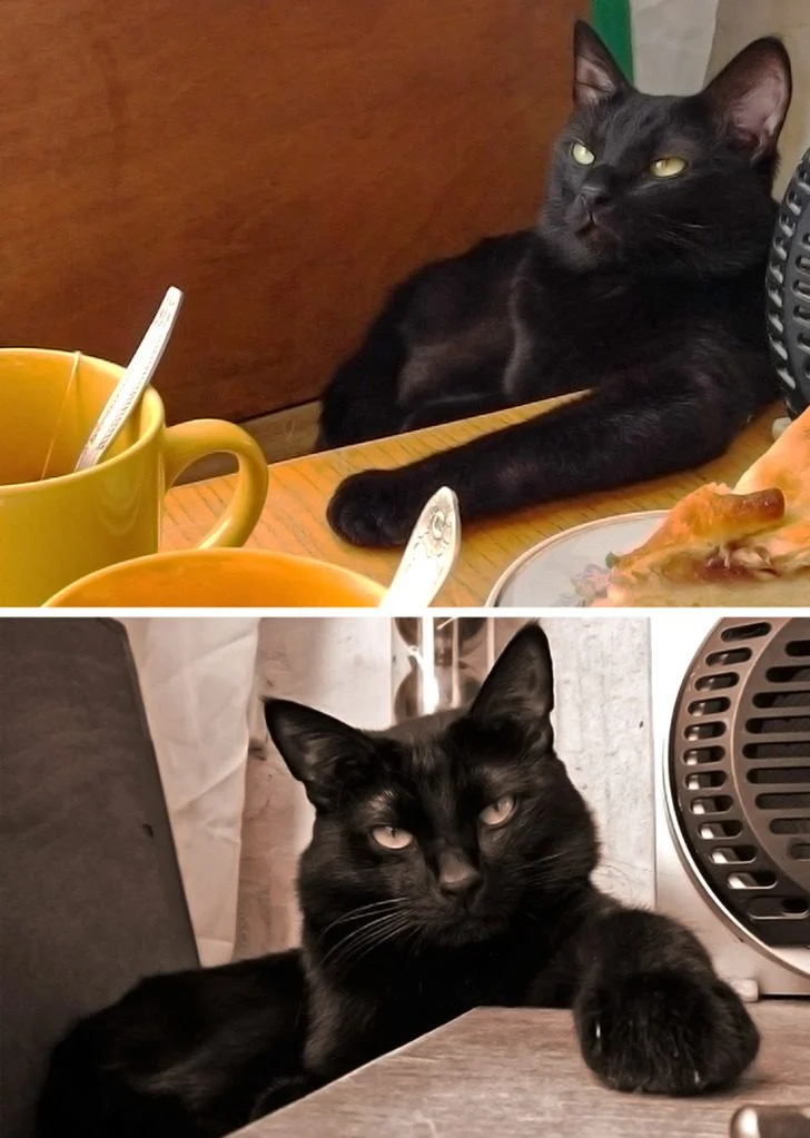 Черные котики, над которыми природа постаралась на славу: 20+ фото Черные котики, над которыми природа постаралась на славу: 20+ фото черные кошки, коты, котики, животные, питомцы, подборка, милота, спасение животных