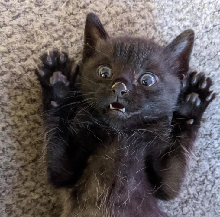 Черные котики, над которыми природа постаралась на славу: 20+ фото