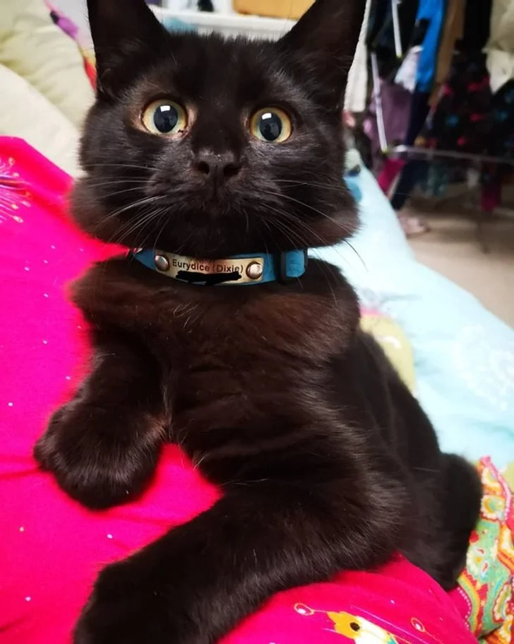 Черные котики, над которыми природа постаралась на славу: 20+ фото черные кошки, коты, котики, животные, питомцы, подборка, милота, спасение животных