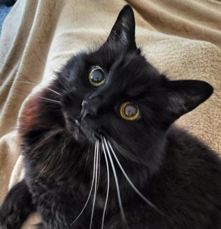 Черные котики, над которыми природа постаралась на славу: 20+ фото черные кошки, коты, котики, животные, питомцы, подборка, милота, спасение животных
