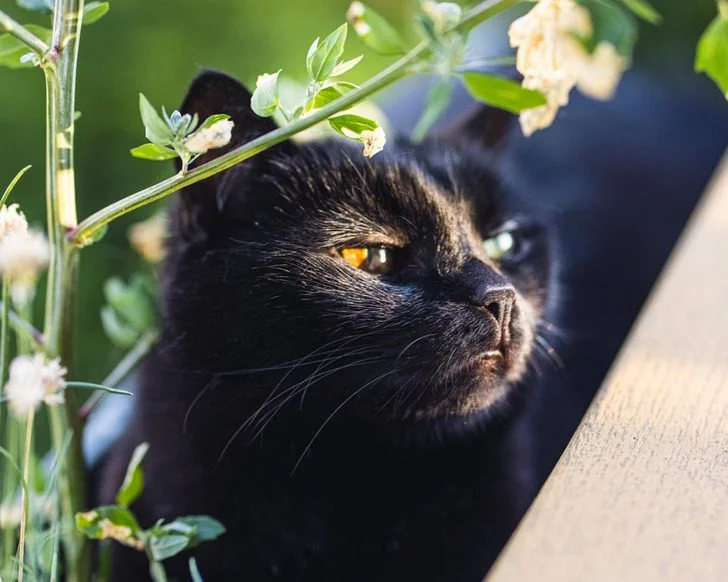 Черные котики, над которыми природа постаралась на славу: 20+ фото черные кошки, коты, котики, животные, питомцы, подборка, милота, спасение животных