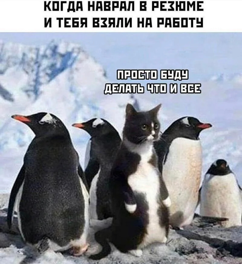 Топ мемов мая 2026: от дачи до хантавируса мемы, приколы, юмор, май, 2026, картинки, подборка, интернет, шашлык, дача, похмелье