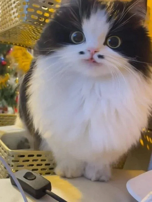 Уникальные животные, которых природа наделила особенной внешностью кошки, собаки, необычная внешность, редкий окрас, харизма, питомцы, животные, природа, уникальность, подборка