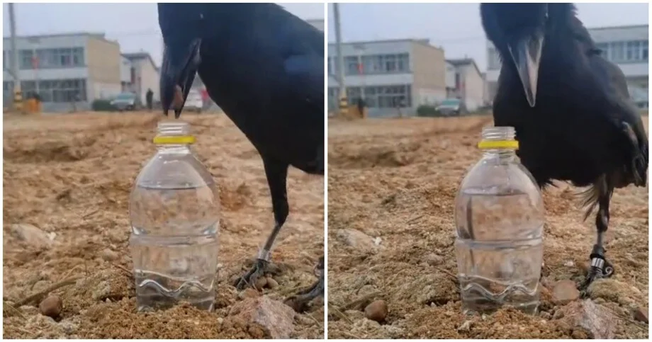 Ворон добывает воду с помощью камней: наглядный урок физики ворон, вороны, интеллект, животные, смекалка, видео, эксперимент, природа, физика