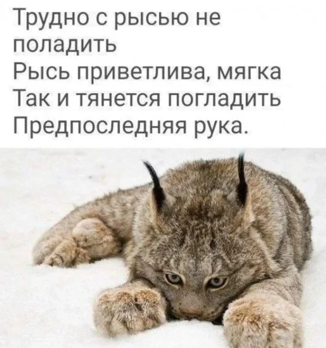 Мемная зарядка на 28 мая: гитара и не только мемы, приколы, юмор, подборка, картинки