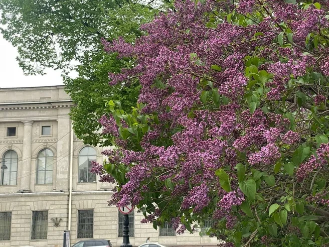 Петербург в цвету: гид по самым красивым местам Петербург в цвету: гид по самым красивым местам Питер, цветы, весна, тюльпаны, сакура, сирень, парки, прогулка