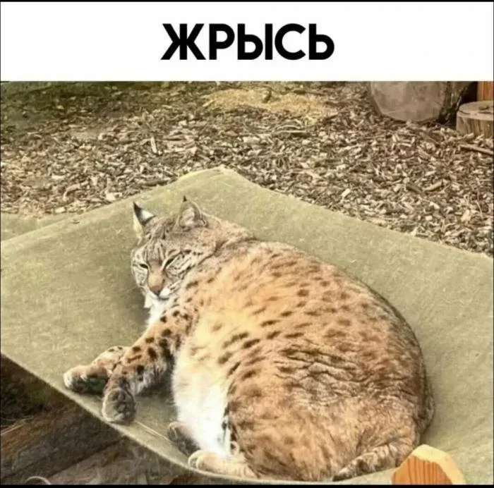 Мемное утро: кастрюля и компания мемы, юмор, подборка, приколы